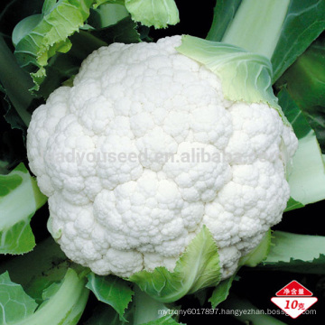 CF36 Xueyu 80 days cold resistant f1 hybrid cauliflower seeds